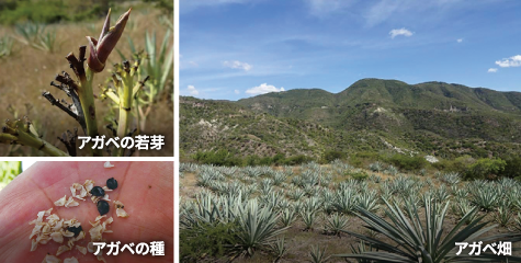 栽培