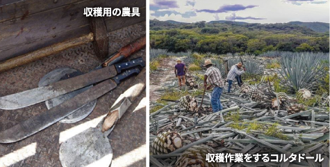 収穫