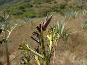 メキシコのコロナウィルス感染拡大の状況と6月24日の地震について