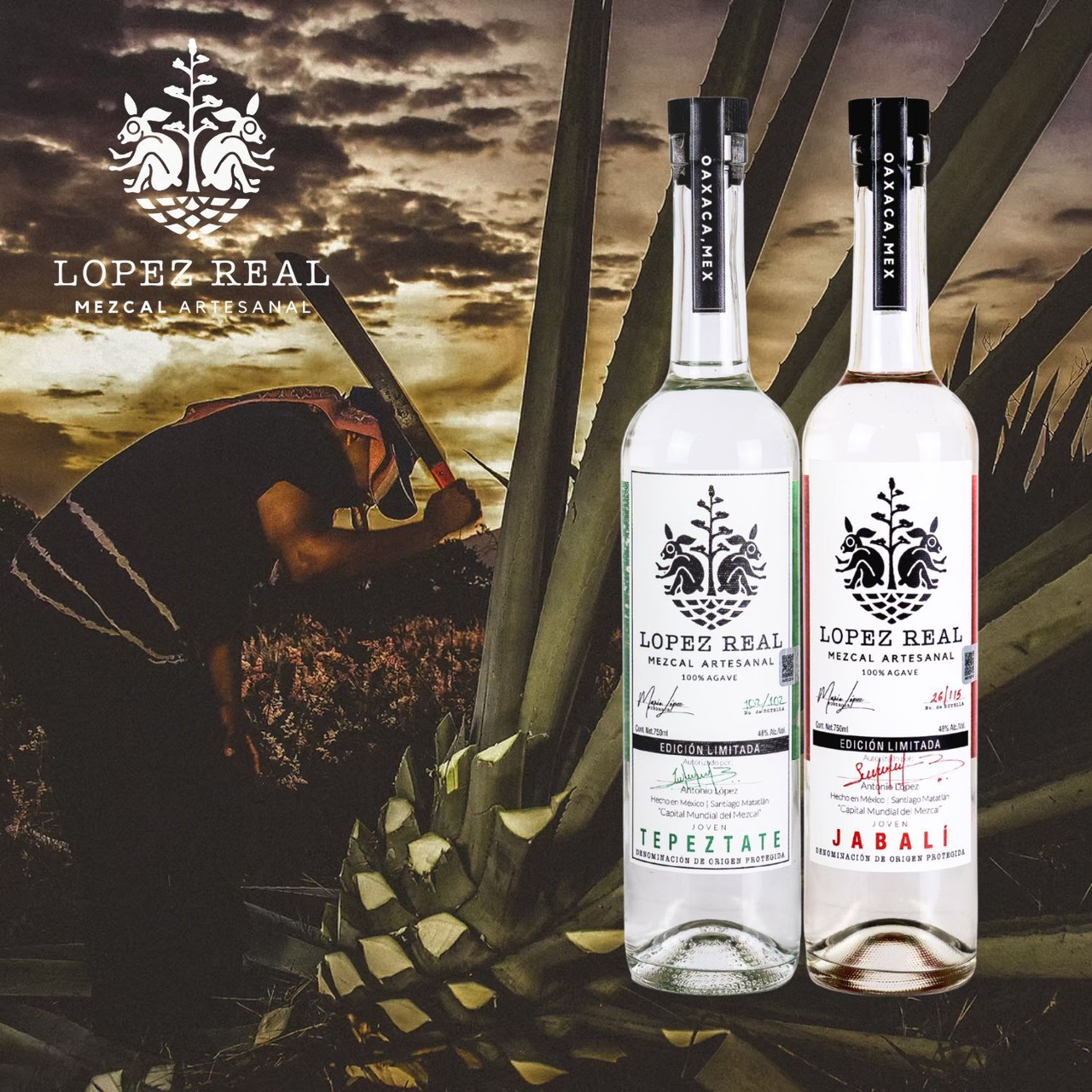 ジェイドックス株式会社よりメキシコ産クラフトメスカル ロペスレアル 野生種2種を数量限定にて販売開始― テペスタテ、ハバリ取り扱い開始。トバラ、クイシェ、ペチュガも数量限定再入荷。